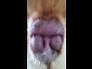 Vidéo de zoophilie avec un Mâtin des Pyrénées - Épisode 5 - Anus