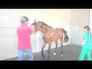 Femme nettoie un cheval géant ;-)