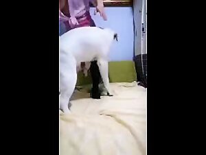 Storie di sesso tra umani e cani