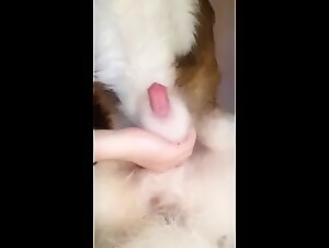 zoophilia videos : réalités sans censure