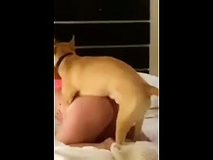 Videos porno zoo bestialitee salopie whore