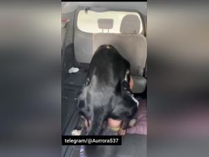 Dog fucks woman in the car