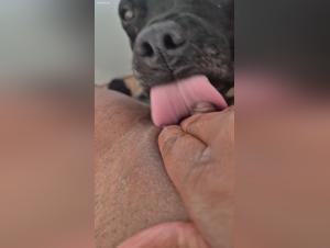 Dog licks a woman's pussy — zoo scene