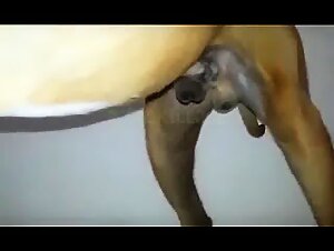 Animaux Fucking et Webcam