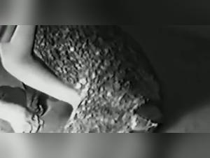 Wild Obsessions: Explore the Female-Animal Sex