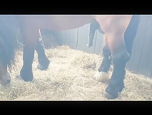 Cheval au galop dans l'intimité