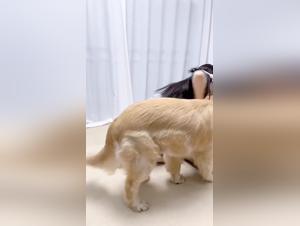 Wild Fuck, Chinoiserie und Hund
