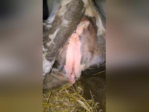 Forbidden Desire: Bestial Beauty and Its Delights