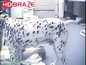 Dalmata travieso