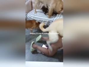 Orgia canina zoofilo: senza contenitori.