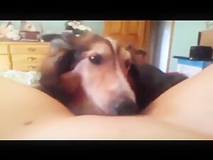 female dog submissive to her dog