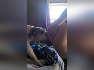 Les meilleures vidéos zoofilia avec des chats et des chiens