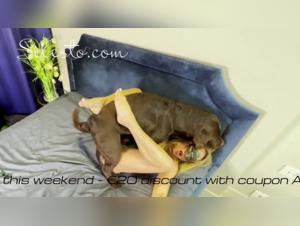 Veronica and her canine companion get wild and frisky
