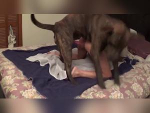 ArtOfZoo: Dog whipped and fucks a Vixen under the influence of K9 Potion
