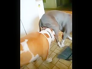 My dog   in action with another dog