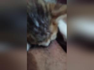 Obsessive Licking: Dog Exploits Submissive Pussy