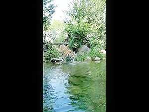 L'incontro intimo di Tiger