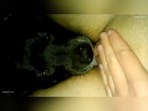 Fido's Feast: Pussy is His Treat
