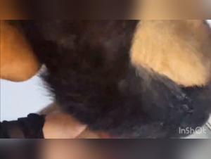 Rabbia del Blowjob Canino: Una Sodomia Feroce