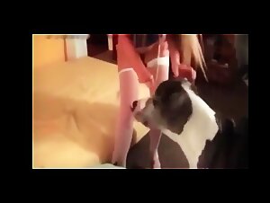 Bestiality UK: the dog sexon and its approaches