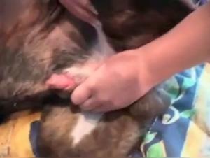 Push the boundaries with this dog in this hardcore XXX video