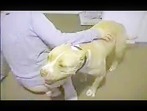 Milf Fucked by a Dog