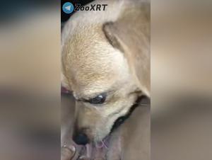 Unkontrollierter Leckspaß: Hund auf seiner Schlampe los