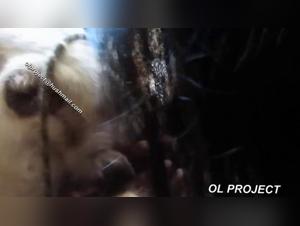 Bodil Joensen: Die bestialische Versuchung enthullt