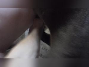 Wild Delights: Hardcore Equestrian Domination