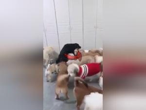 Irresistible Zoophilia: Brutal Canine Domination