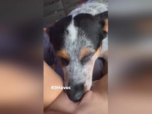 Furry Frenzy: Dog devours this slut's pussy