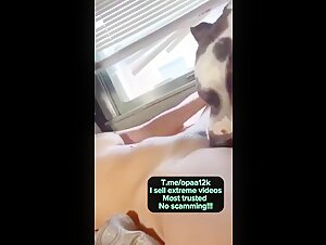 Una bella e giovane bruna viene leccata da un cane adorabile