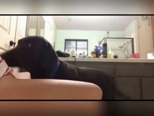 Delicias prohibidas: brutal zoophilia en accion