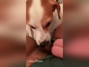 orgies canines impitoyables