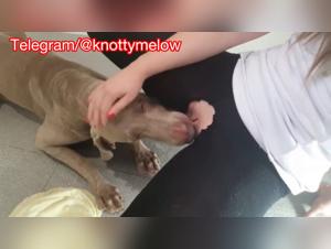Best Amateur Dog Blowjobs: A Homemade Zoo Compilation