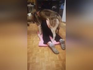 Canine delight, fiery fiery at home