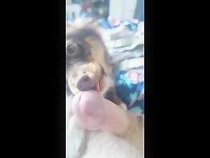 Addestramento dei cuccioli: un'emozionante esperienza sessuale di bestialita