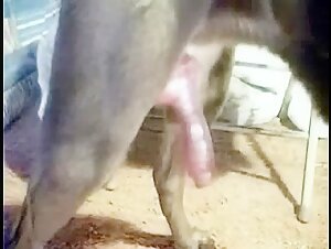 Teenagermadchen gibt sich animalischen Possen hin