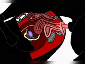 Video Zoofilia: il tabu infranto