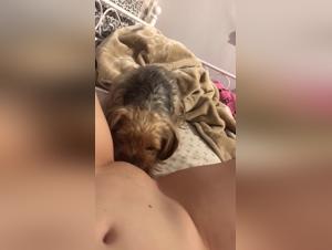Orgasmi di animali selvatici: folle dominazione canina
