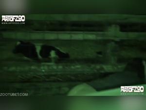 Kerstin Ks: L'ossessione canina - Video hardcore XXX