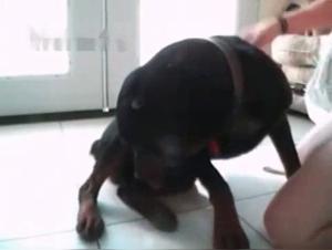 Ass to ass banging with female and dog