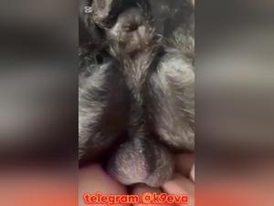 Doggystyle -Herrschaft: tiefe Knoten und verschwitzte