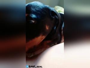 Brutal Zoophilia: Dog Devours a Woman