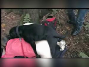 Chupando en la selva: perro, joven y pasión salvaje