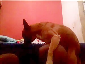 Perrito travieso