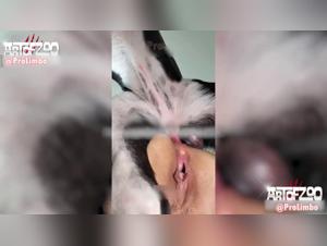 Zoo Taboo: Woman's chair in the paws of a dog
