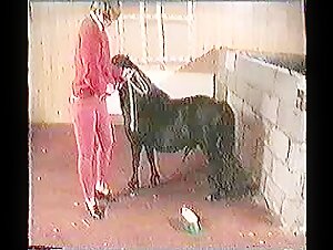 Mi amigo el caballo