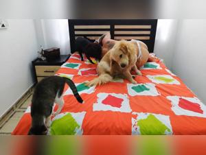 Sesso con cani - XXX animale