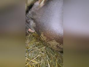 Canine Delights: Hardcore and Unprecedented Animal Sex